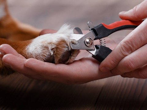 Obcinaczki pazurów dla psa kota obcinak cążki Obcinaczki pazurów dla psa kota obcinak cążki