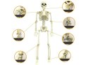 Szkielet człowieka wiszący 40cm dekoracja halloween kościotrup sztuczny