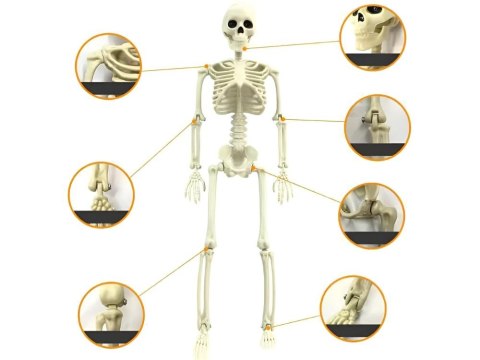 Szkielet człowieka wiszący 40cm dekoracja halloween kościotrup sztuczny Szkielet człowieka wiszący 40cm dekoracja halloween kościotrup sztuczny