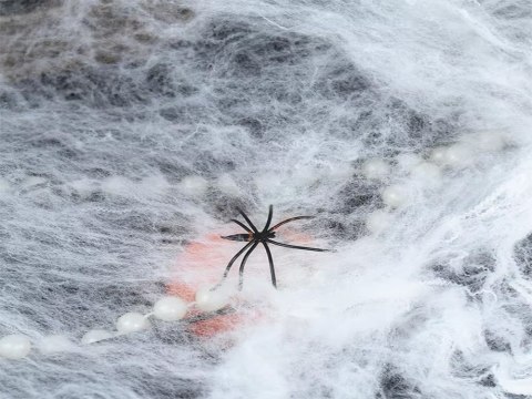 Sztuczna pajęczyna biała z 4 pająkami halloween dekoracja rozciągliwa Sztuczna pajęczyna biała z 4 pająkami halloween dekoracja rozciągliwa