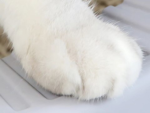 Kuweta dla kota otwarta duża solidna wytzymała z łopatką z wysokim rantem Kuweta dla kota otwarta duża solidna wytzymała z łopatką z wysokim rantem