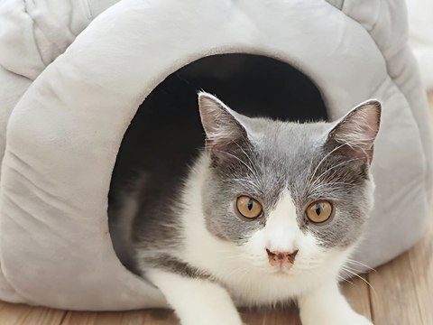 Pluszowe legowisko kokon dla psa kota miękkie poduszka posłanie puszyste Pluszowe legowisko kokon dla psa kota miękkie poduszka posłanie puszyste