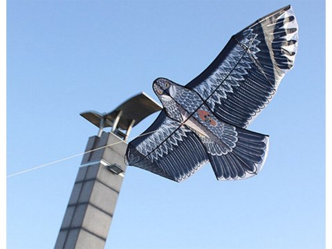 Latawiec ptak orzeł 2m odstraszacz ptaków z linką Latawiec ptak orzeł 2m odstraszacz ptaków z linką
