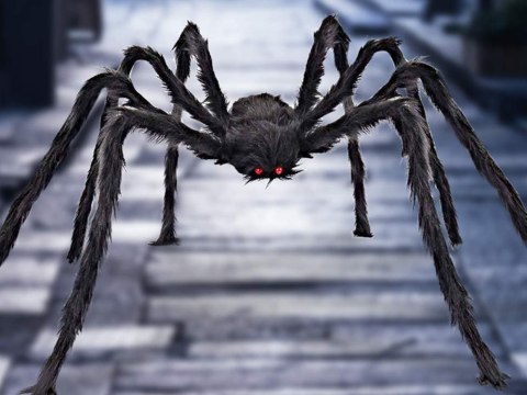Pająk halloween gigant olbrzym tarantula dekoracja Pająk halloween gigant olbrzym tarantula dekoracja
