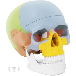 MODEL ANATOMICZNY CZASZKI CZŁOWIEKA KOLOROWA W SKALI 1:1 + ZĘBY 3 SZT.