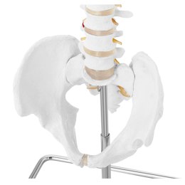 MODEL ANATOMICZNY KRĘGOSŁUPA CZŁOWIEKA Z MĘSKĄ MIEDNICĄ 76 CM