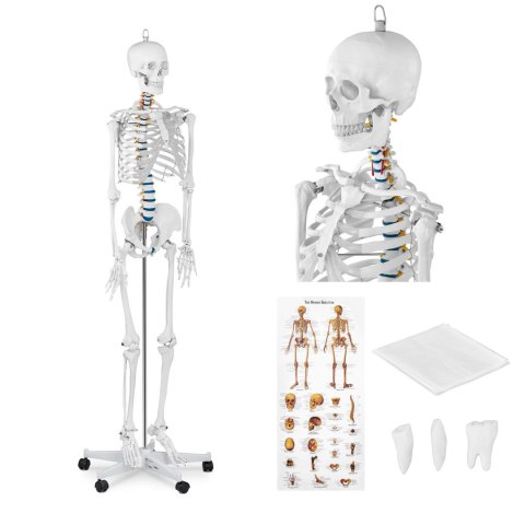 MODEL ANATOMICZNY SZKIELETU CZŁOWIEKA 176 CM + PLAKAT ANATOMICZNY MODEL ANATOMICZNY SZKIELETU CZŁOWIEKA 176 CM + PLAKAT ANATOMICZNY
