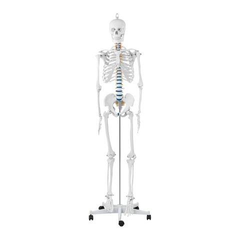 MODEL ANATOMICZNY SZKIELETU CZŁOWIEKA 176 CM + PLAKAT ANATOMICZNY MODEL ANATOMICZNY SZKIELETU CZŁOWIEKA 176 CM + PLAKAT ANATOMICZNY