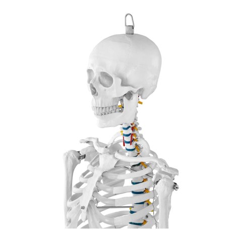 MODEL ANATOMICZNY SZKIELETU CZŁOWIEKA 176 CM + PLAKAT ANATOMICZNY MODEL ANATOMICZNY SZKIELETU CZŁOWIEKA 176 CM + PLAKAT ANATOMICZNY