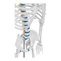 MODEL ANATOMICZNY SZKIELETU CZŁOWIEKA 176 CM + PLAKAT ANATOMICZNY