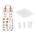MODEL ANATOMICZNY SZKIELETU CZŁOWIEKA 176 CM + PLAKAT ANATOMICZNY