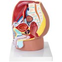 MODEL ANATOMICZNY MIEDNICY MĘSKIEJ 3D W SKALI 1:1