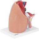 MODEL ANATOMICZNY MIEDNICY MĘSKIEJ 3D W SKALI 1:1