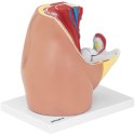 MODEL ANATOMICZNY MIEDNICY ŻEŃSKIEJ 3D W SKALI 1:1