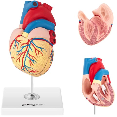 MODEL ANATOMICZNY SERCA CZŁOWIEKA 3D