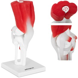 MODEL ANATOMICZNY STAWU KOLANOWEGO 3D W SKALI 1:1