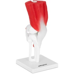 MODEL ANATOMICZNY STAWU KOLANOWEGO 3D W SKALI 1:1