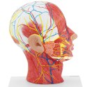 MODEL ANATOMICZNY 3D GŁOWY I SZYI CZŁOWIEKA SKALA 1:1